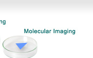 Division of Molecular Imaging