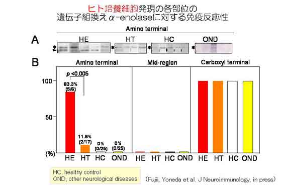 自己免疫性脳症のプロテオミクス解析 福井大学 ライフサイエンス支援センター 自己免疫性脳症のプロテオミクス解析 福井大学 ライフサイエンス支援センター