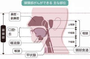 頭頸部